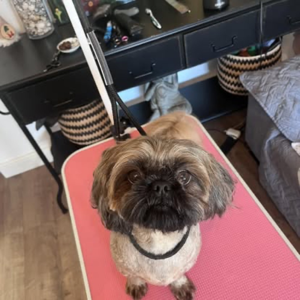 A small freshly groomed dog sitting on a pink grooming mat.