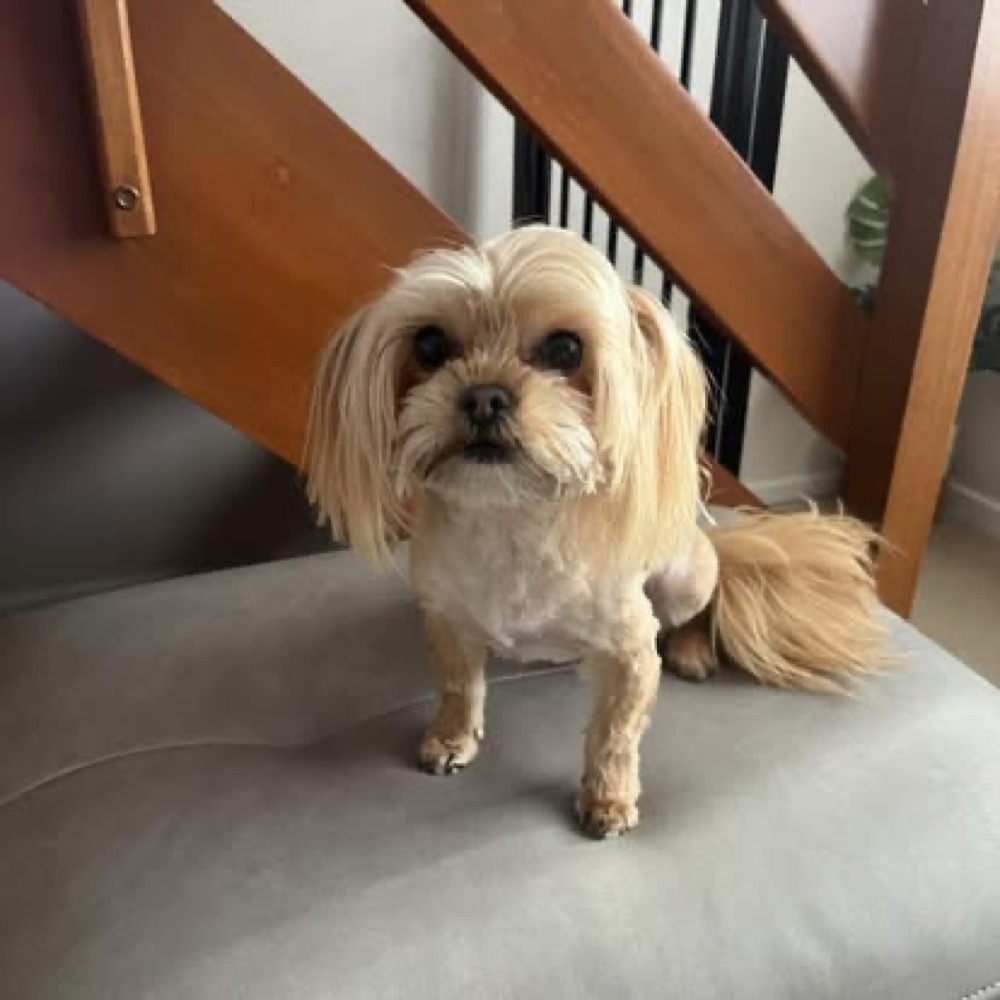 A small cream dog standing on a grey sofa after a trim.