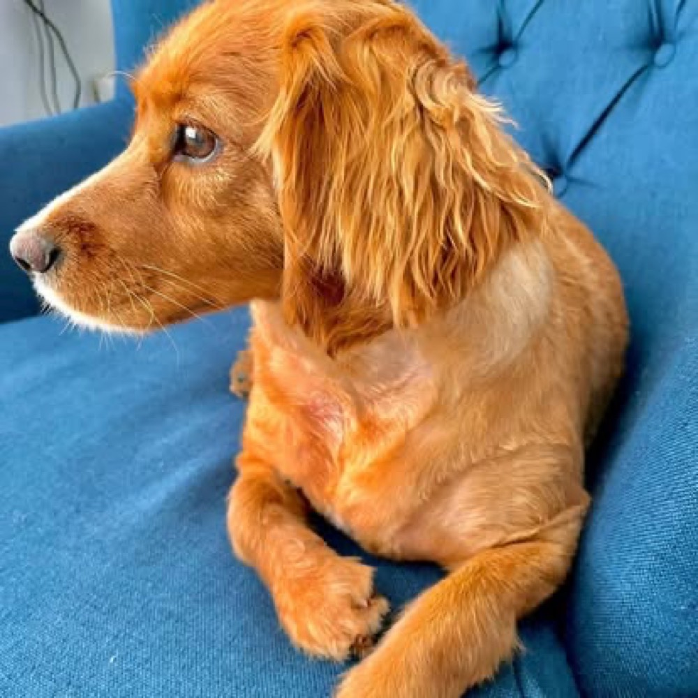 A freshly groomed golden spaniel resting on a bright blue sofa at home.