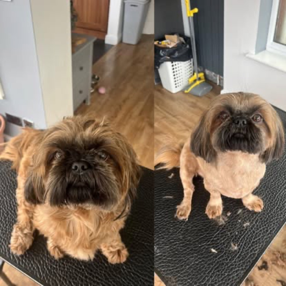 Two side-by-side grooming photographs of a small dark-faced dog before and after a trim.