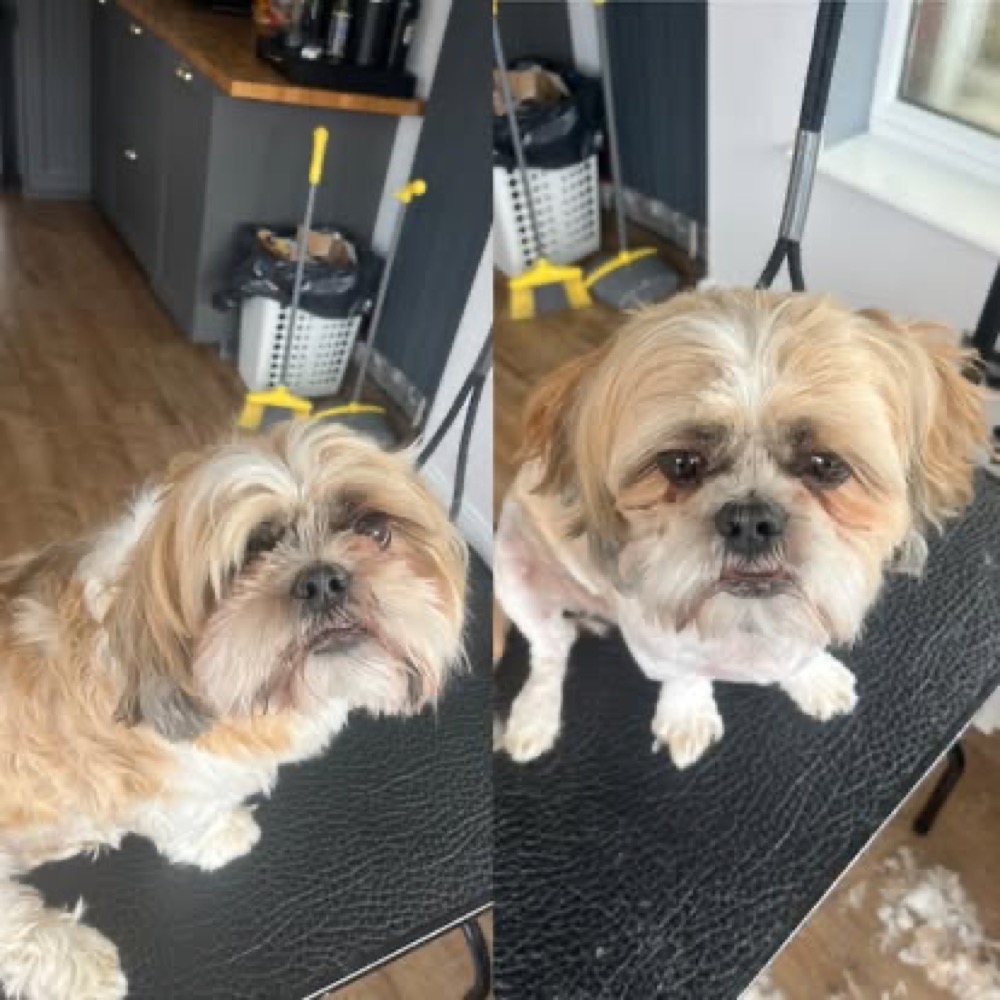 Two side-by-side grooming photographs of a small cream dog before and after a trim.