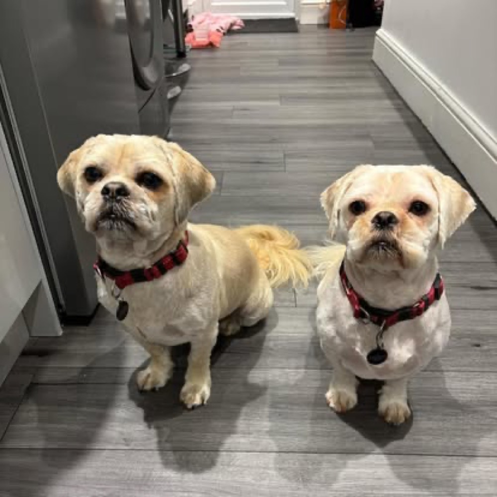 Two small cream dogs sitting together indoors after grooming.