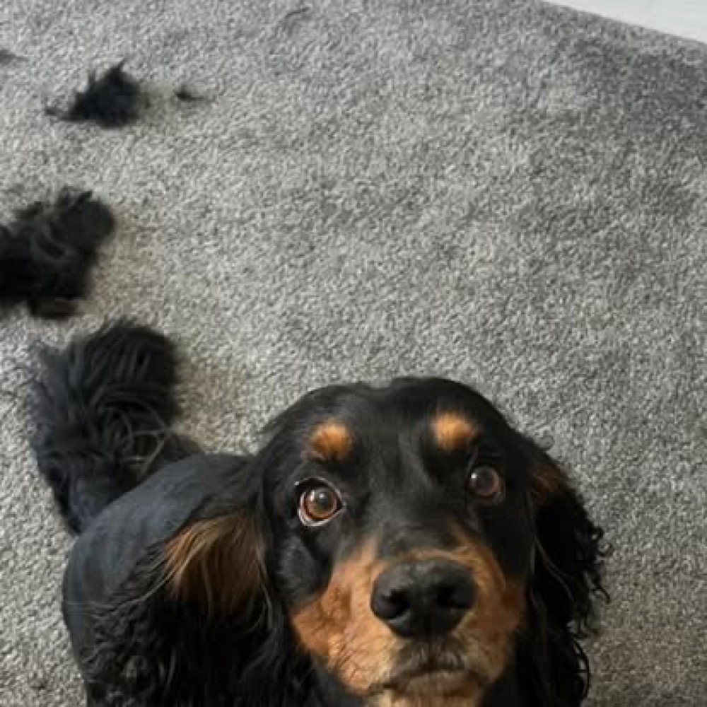 A black and tan dog looking up beside clipped fur on a grey carpet.