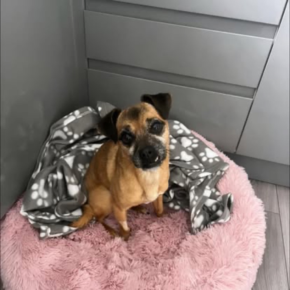 A small tan dog sitting on a pink bed at home.
