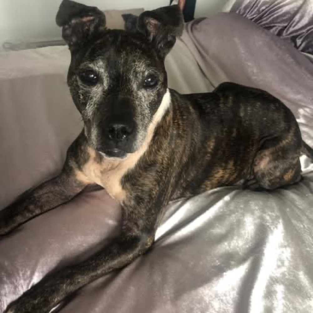 A brindle dog resting on a sofa at home.