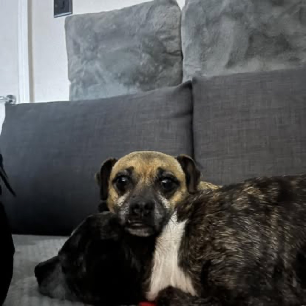 A small brindle dog resting with another dog on a sofa.